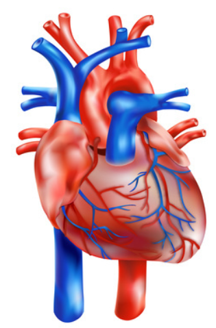 Schmerzensgeld aufgrund von Behandlungsfehler: Beeinträchtigung von Herzklappen